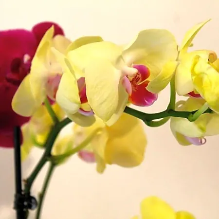 Le Orchidee Alghero